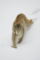 luchs010207-7