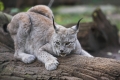 luchs071206-2