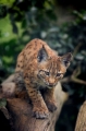 luchs280707-1