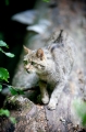 wildkatze210509-1