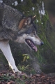 wolf281206-5