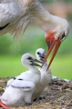 storch200507-1