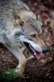 wolf220509-2