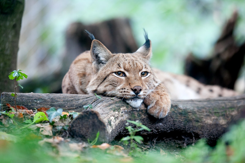 luchs261013-1.jpg