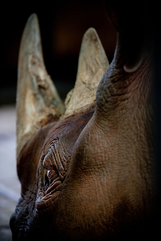 nashorn180317-1.jpg