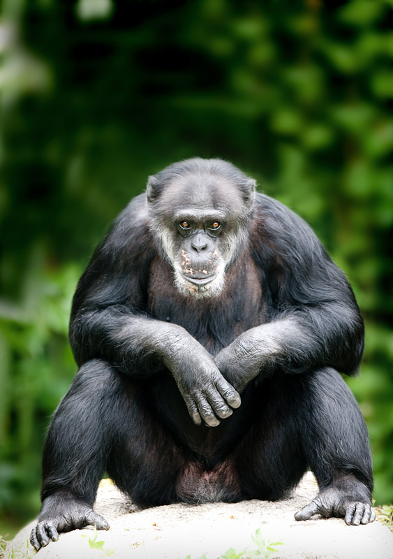 schimpanse190609-4.jpg