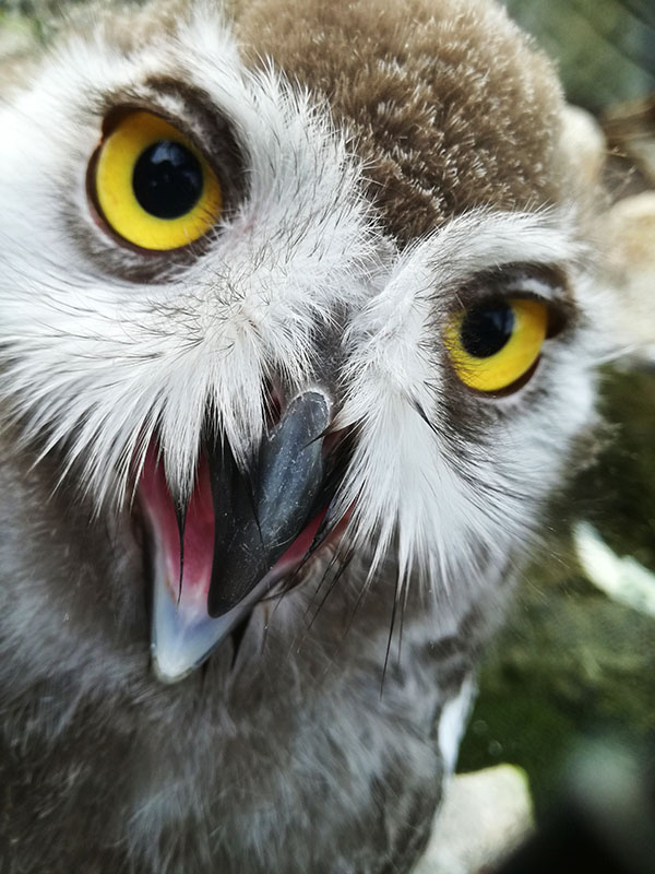 schneeeule170818-19.jpg - dav