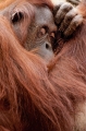 orangutan171215-5