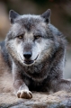 wolf201215-7