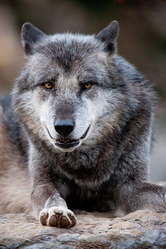 wolf201215-7.jpg