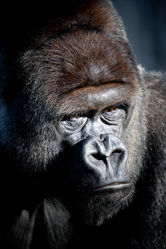 gorilla241014-1.jpg