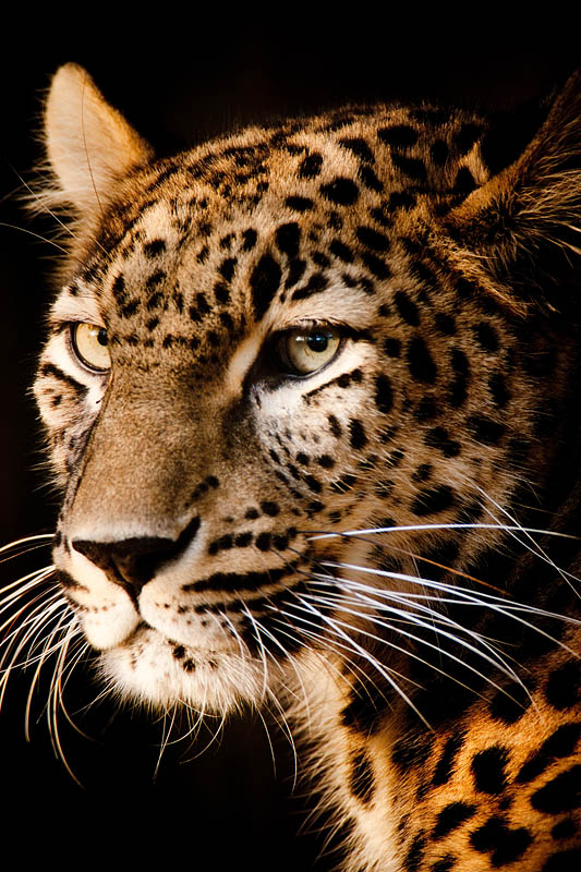 leopard171215-1.jpg
