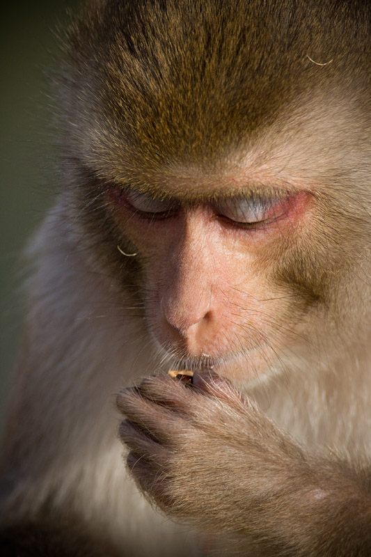 rhesusaffe281108-6.jpg