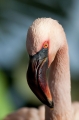 flamingo261208-1
