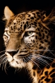 leopard171215-1