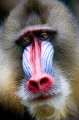 mandrill170716-1