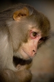 rhesusaffe281108-5