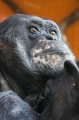 schimpanse141206-3