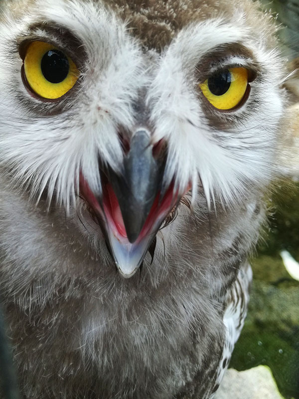 schneeeule170818-16.jpg - dav