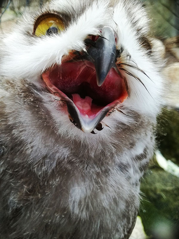 schneeeule170818-17.jpg - dav