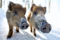 wildschwein080210-11