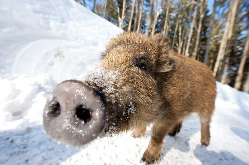 wildschwein080210-10.jpg