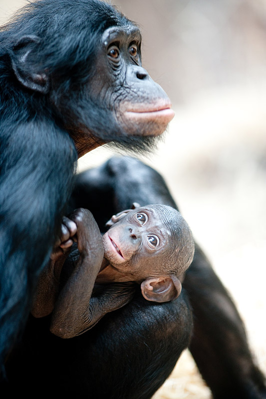 bonobo221213-20.jpg