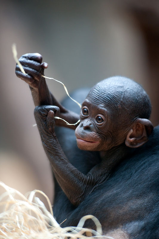 bonobo221213-4.jpg