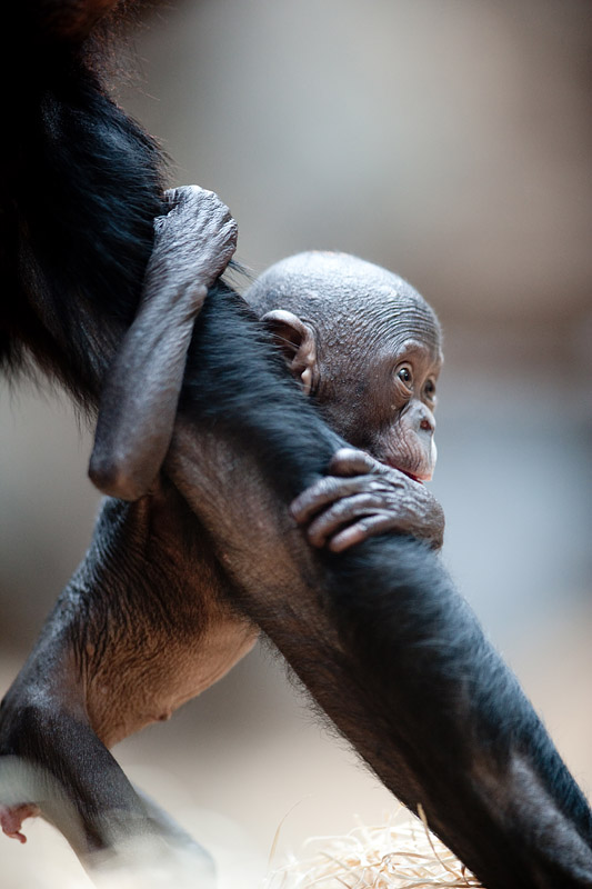 bonobo221213-8.jpg