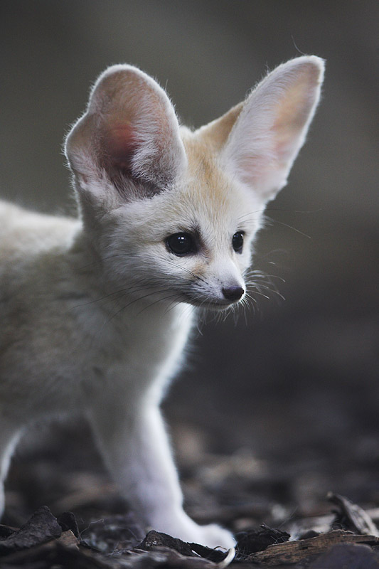 fennek071006-1.jpg