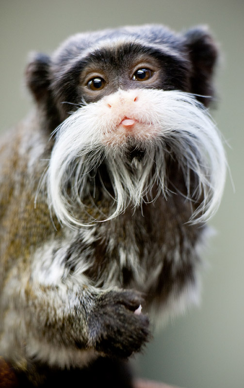 kaiserschnurrbart-tamarin310109-2.jpg