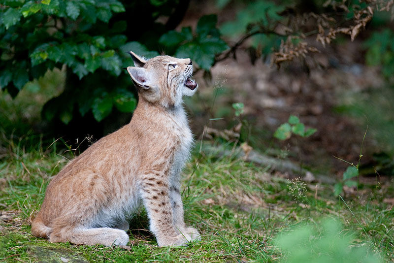 luchs200811-2.jpg