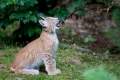 luchs200811-2