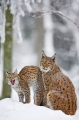 luchs301107-1