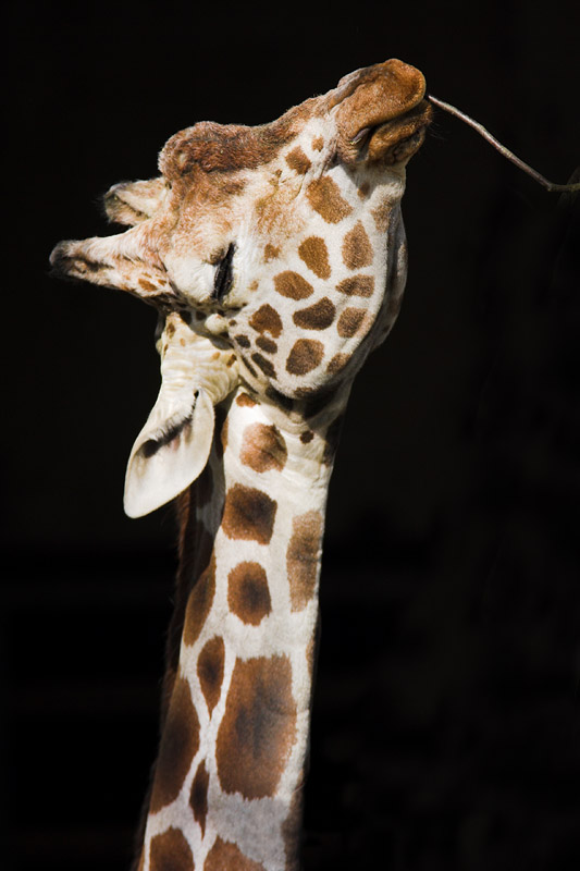 giraffe090207-3.jpg