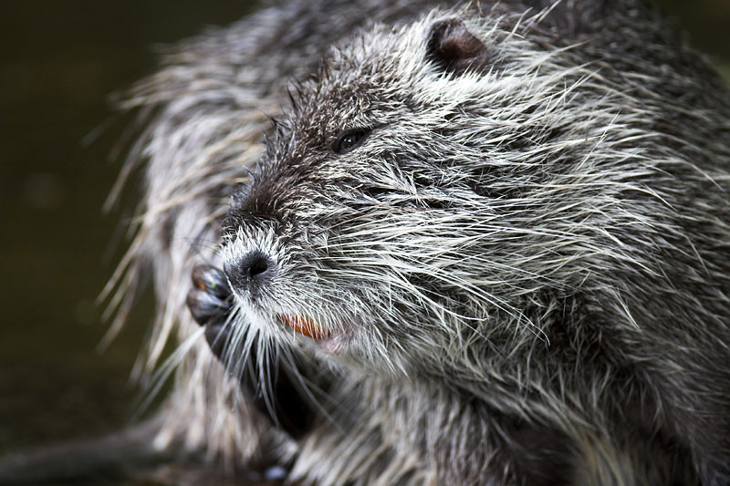 nutria220707-2.jpg