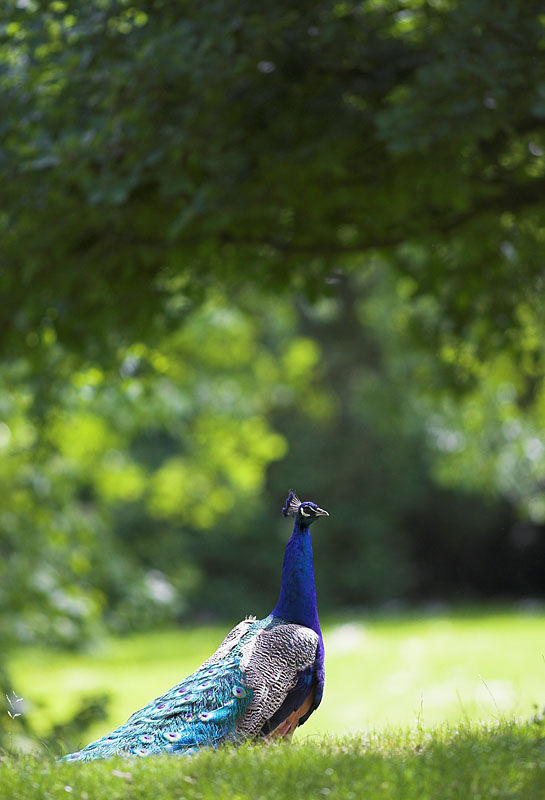 pfau210506-1.jpg
