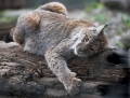 luchs071206-1