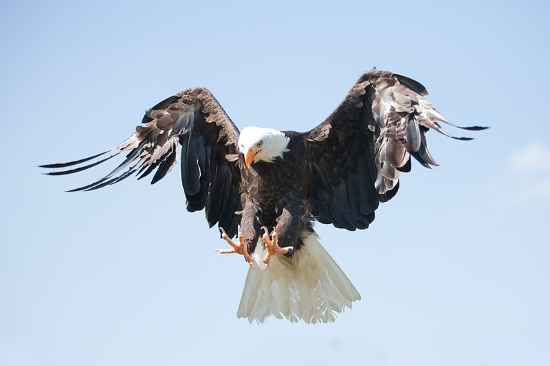 weisskopfseeadler010809-2.jpg