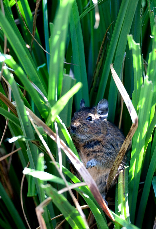 degu090409-8.jpg