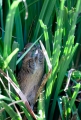 degu090409-7