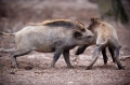 wildschwein050414-12
