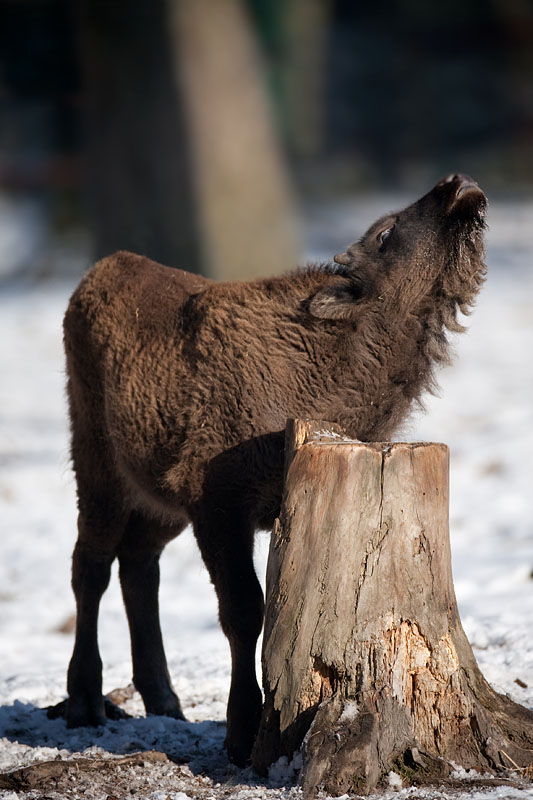 wisent110109-5.jpg