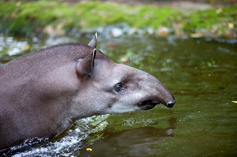 tapir060917-4.jpg