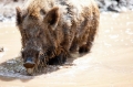 wildschwein130615-2