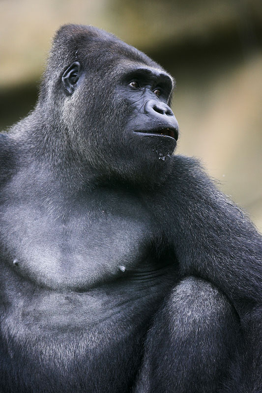 gorilla270707-3.jpg