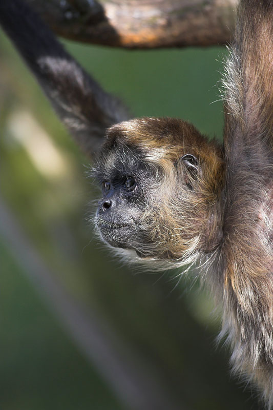klammeraffe1.jpg