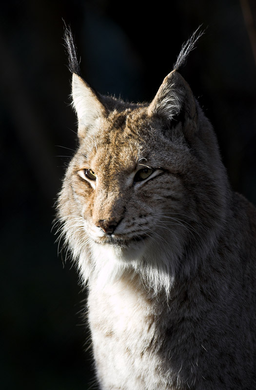 luchs241107-3.jpg