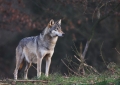 wolf281206-14