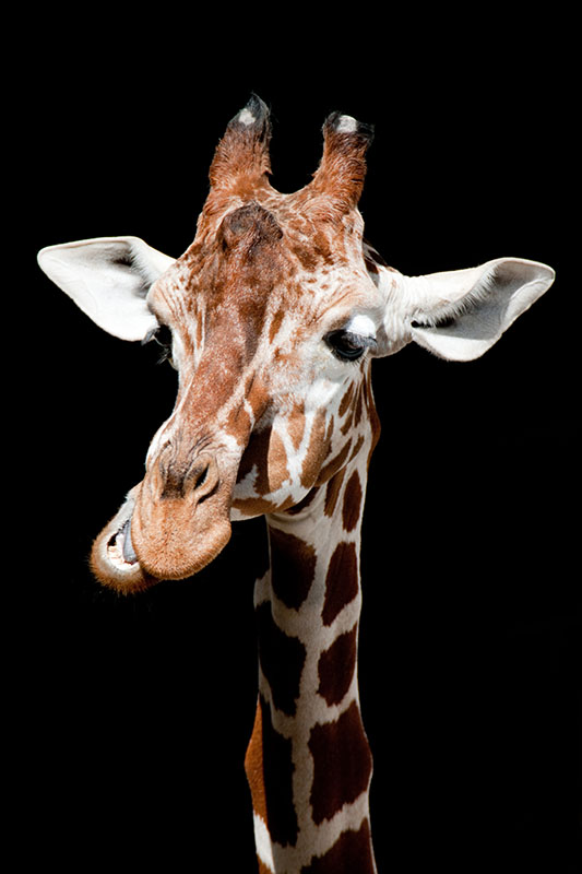 giraffe220918-1.jpg